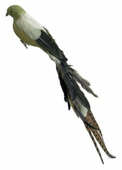 groene vogel lange staart