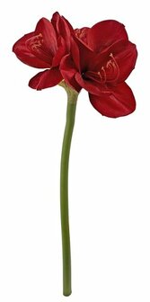 amaryllis 65 cm