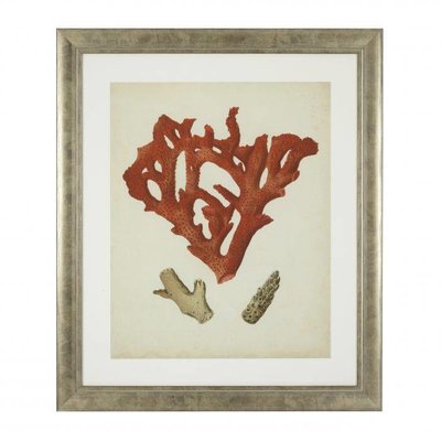 Print van een antiek rood koraal in antiek zilveren lijst met helderglas en passe-partout