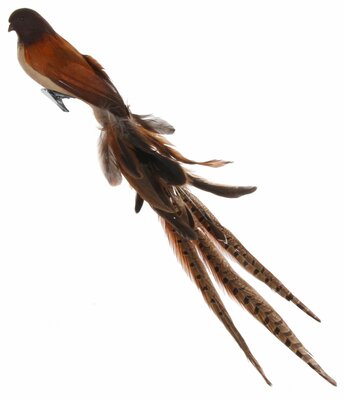 bruine vogel met lange veren staart